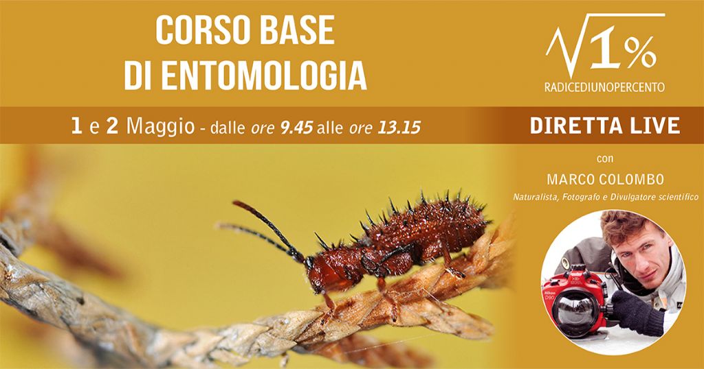 corso base di entomologia